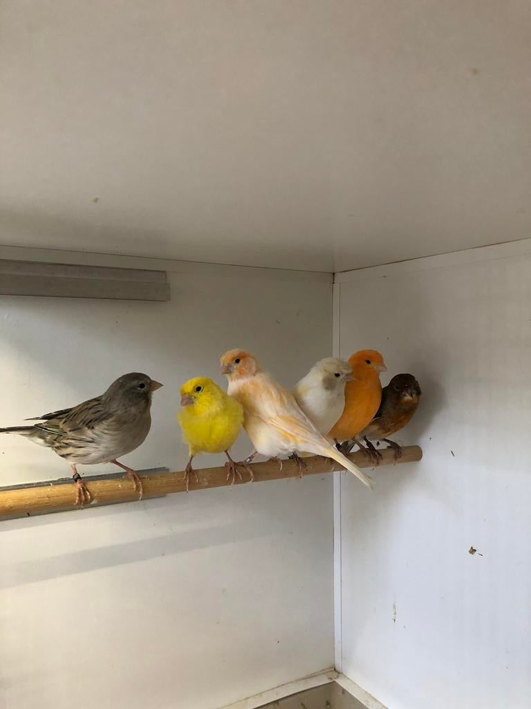 Div kanaries, Dieren en Toebehoren, Meerdere dieren, Kleurkanarie
