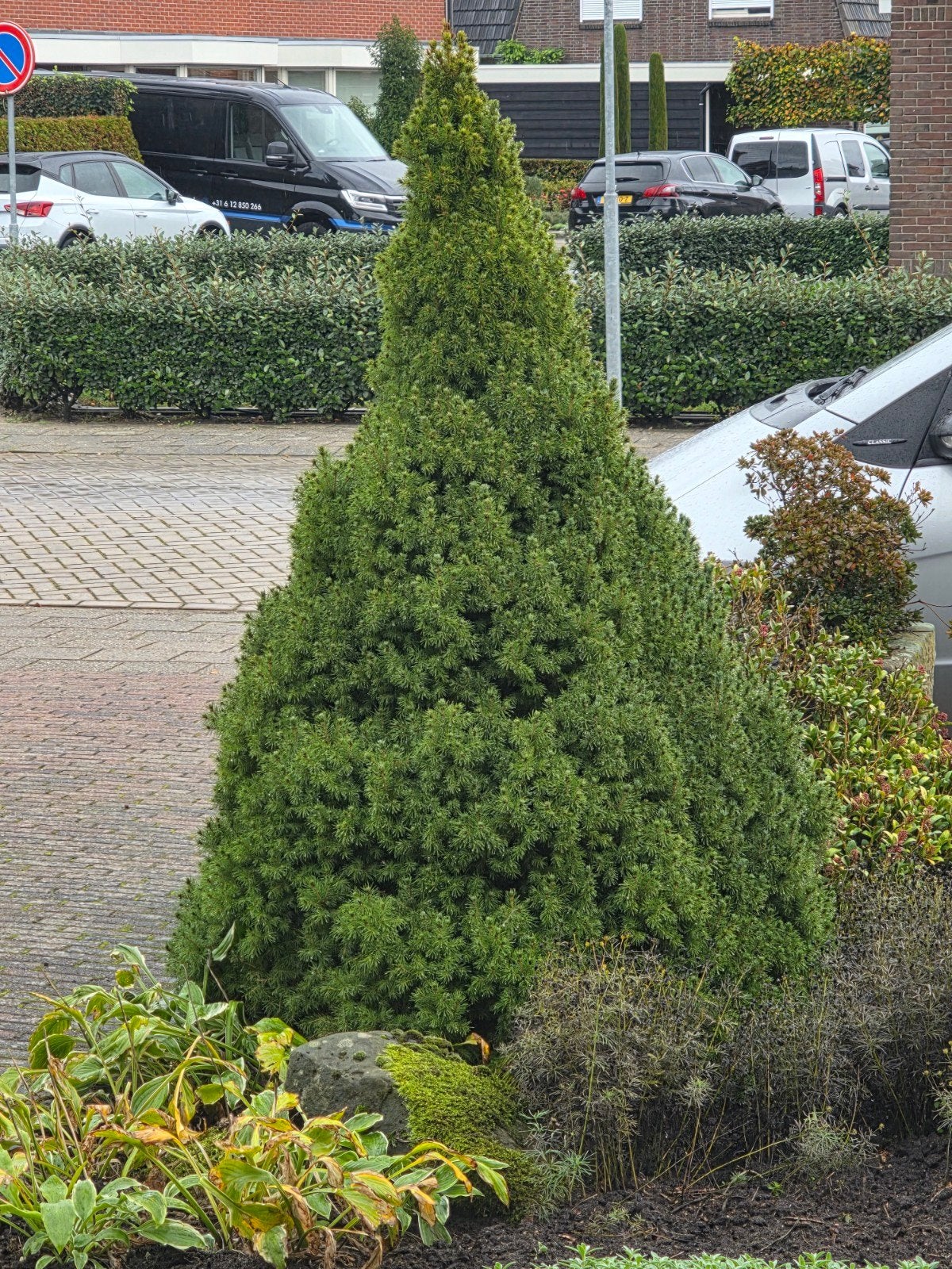 Conifeer - Groenblijvende boom voor elke tuin, Bloeit niet, Overige soorten, 250 tot 400 cm, Ophalen