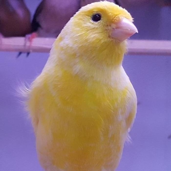 Serinus canaria, Meerdere dieren, Kleurkanarie