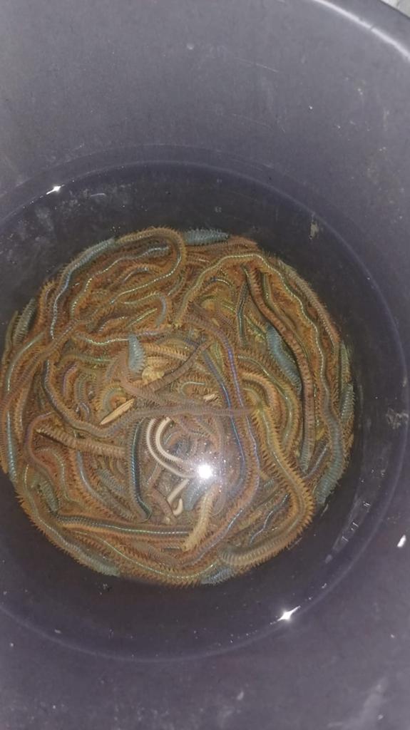 zee aas te koop op bestelling!!, Ophalen of Verzenden, Nieuw, Overige typen