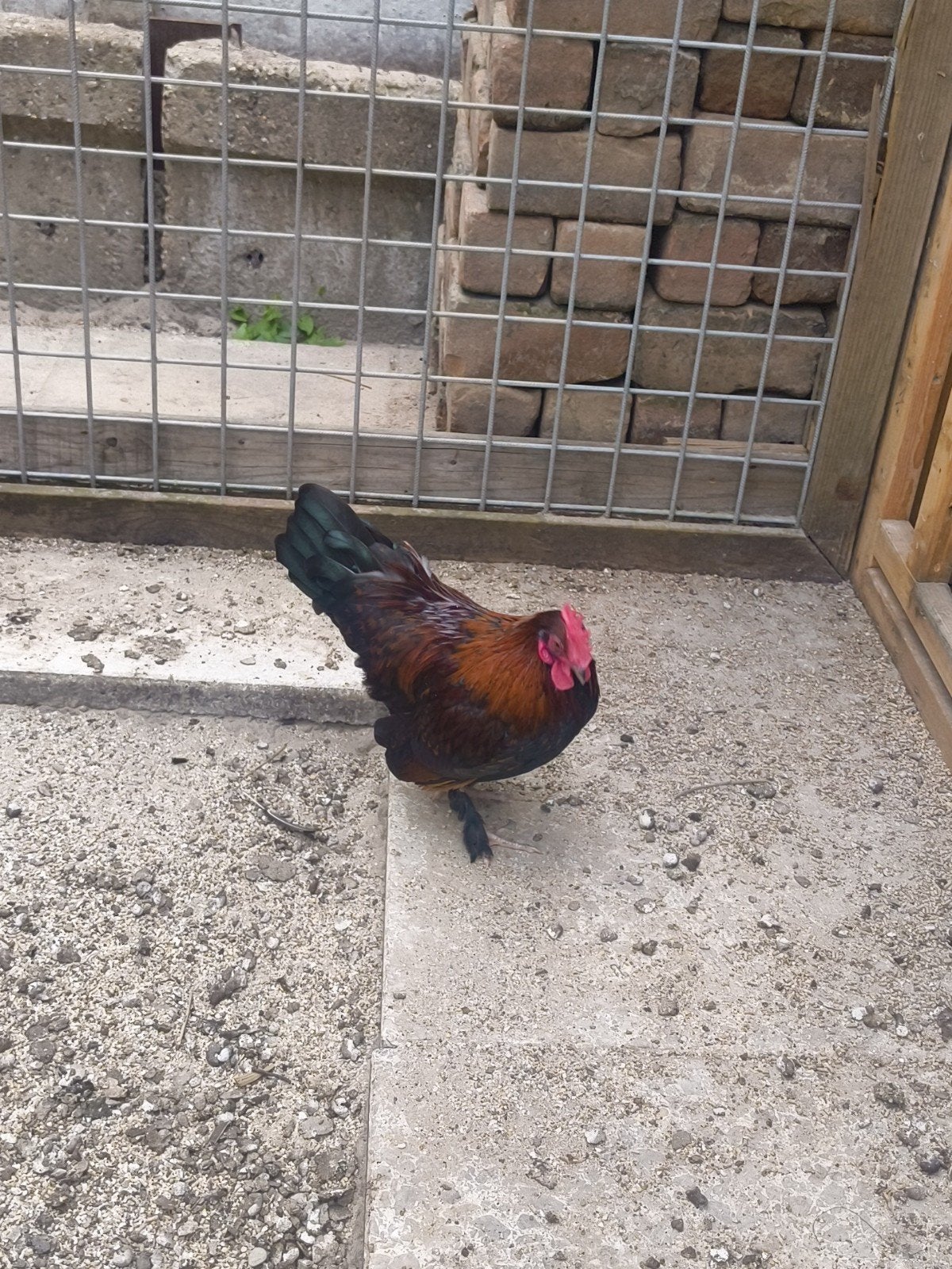 Barnevelder/sabelpoot kriel haan., Dieren en Toebehoren, Pluimvee, Mannelijk, Kip