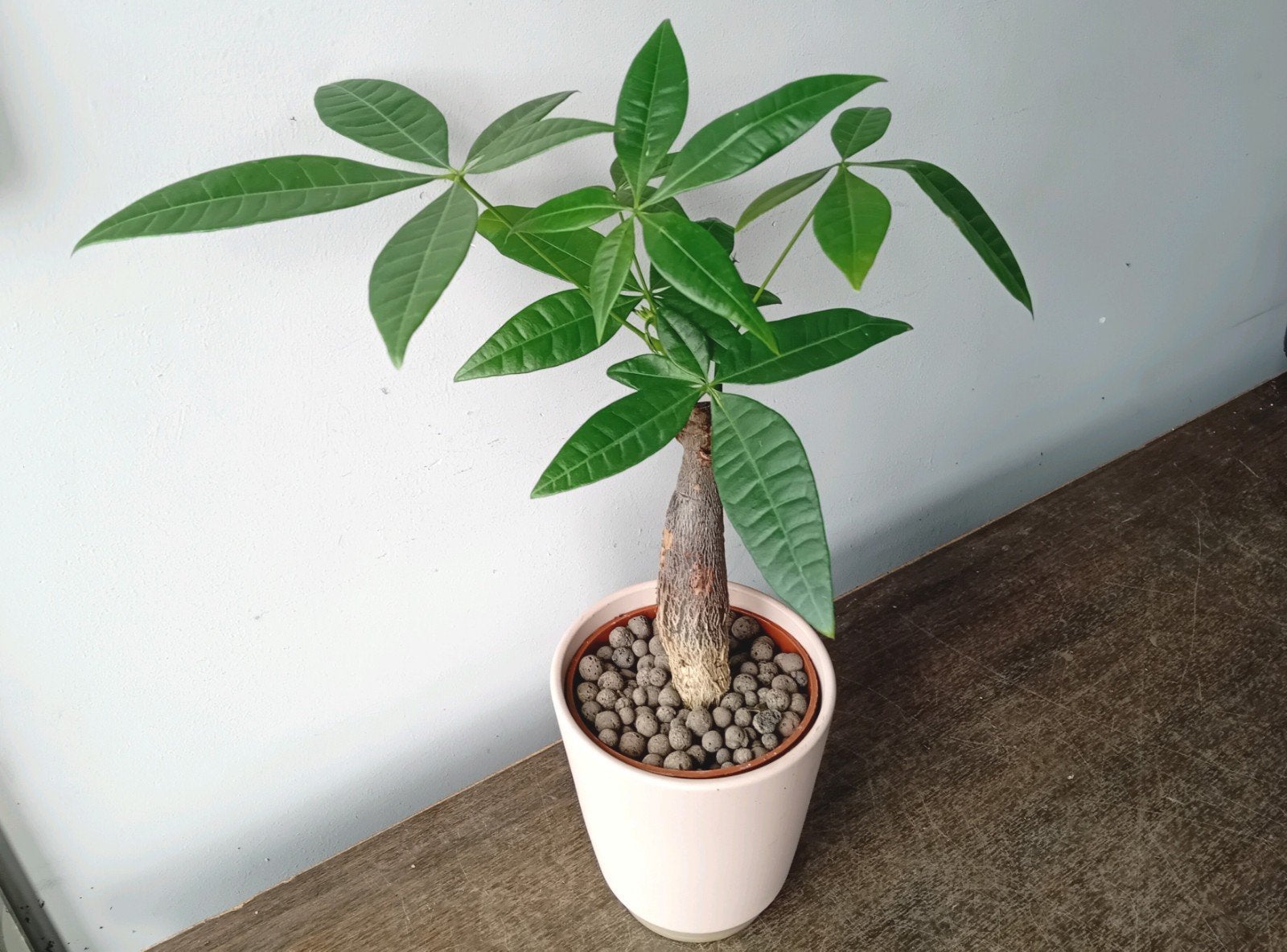 Bonsai pachira 30cm, Ophalen, Overige soorten, Halfschaduw, In pot
