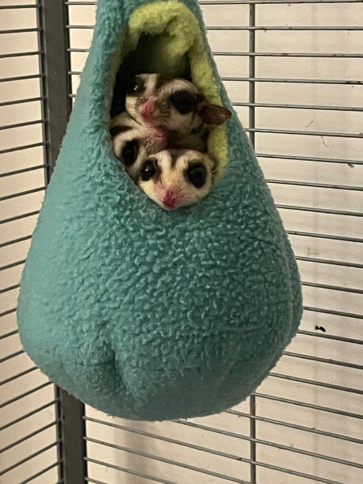 Te koop 4 Sugar Gliders, Augustus, Vrouwelijk, Overige typen