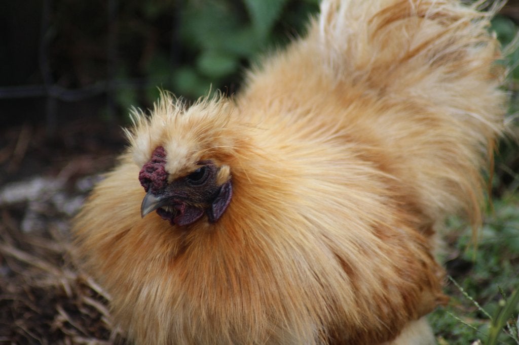zijde hoen haan kriel, Dieren en Toebehoren, Pluimvee, Mannelijk, Kip