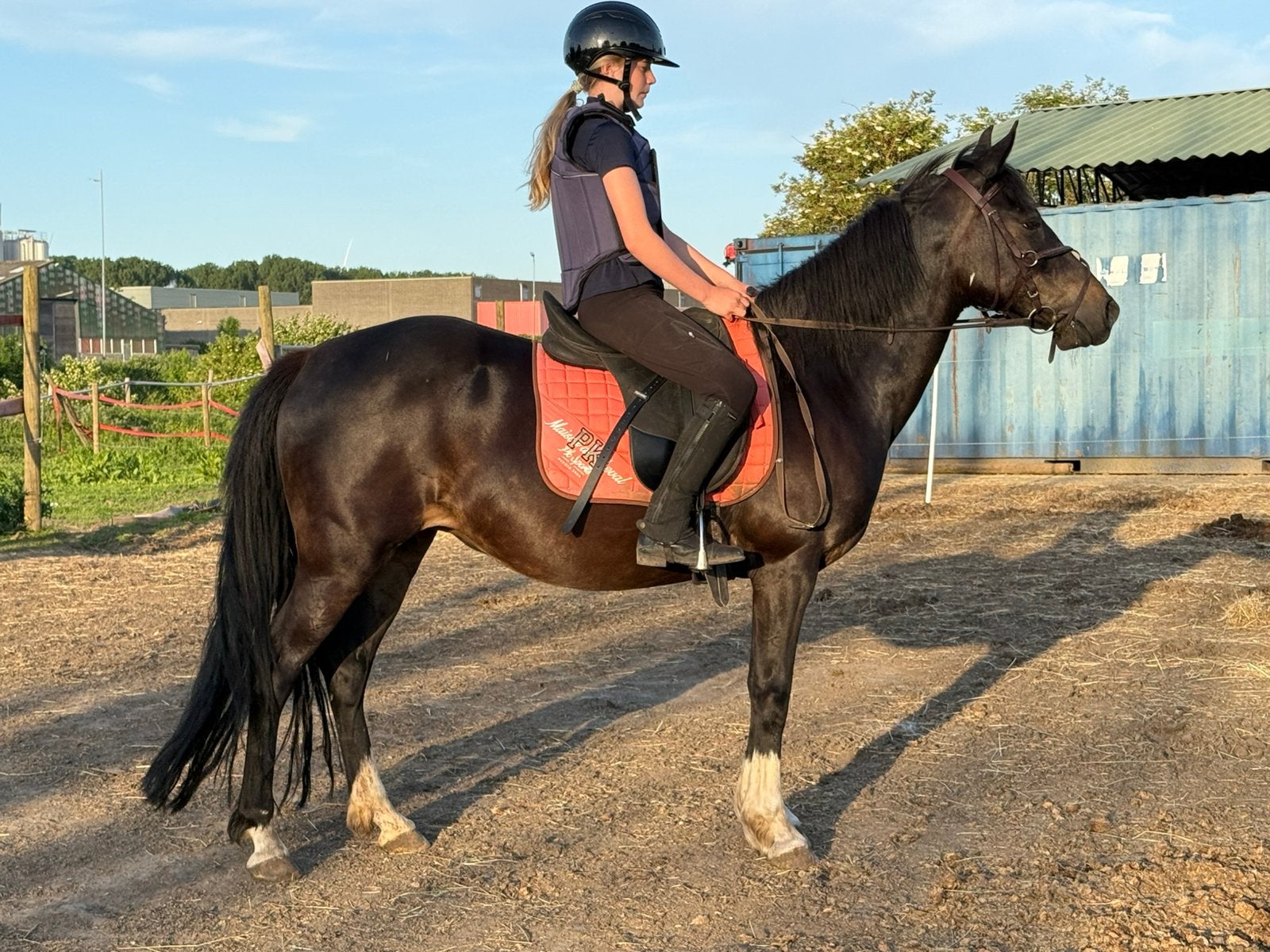 Lieve D pony te koop, Dieren en Toebehoren, Merrie, Met stamboom, Springpony, L