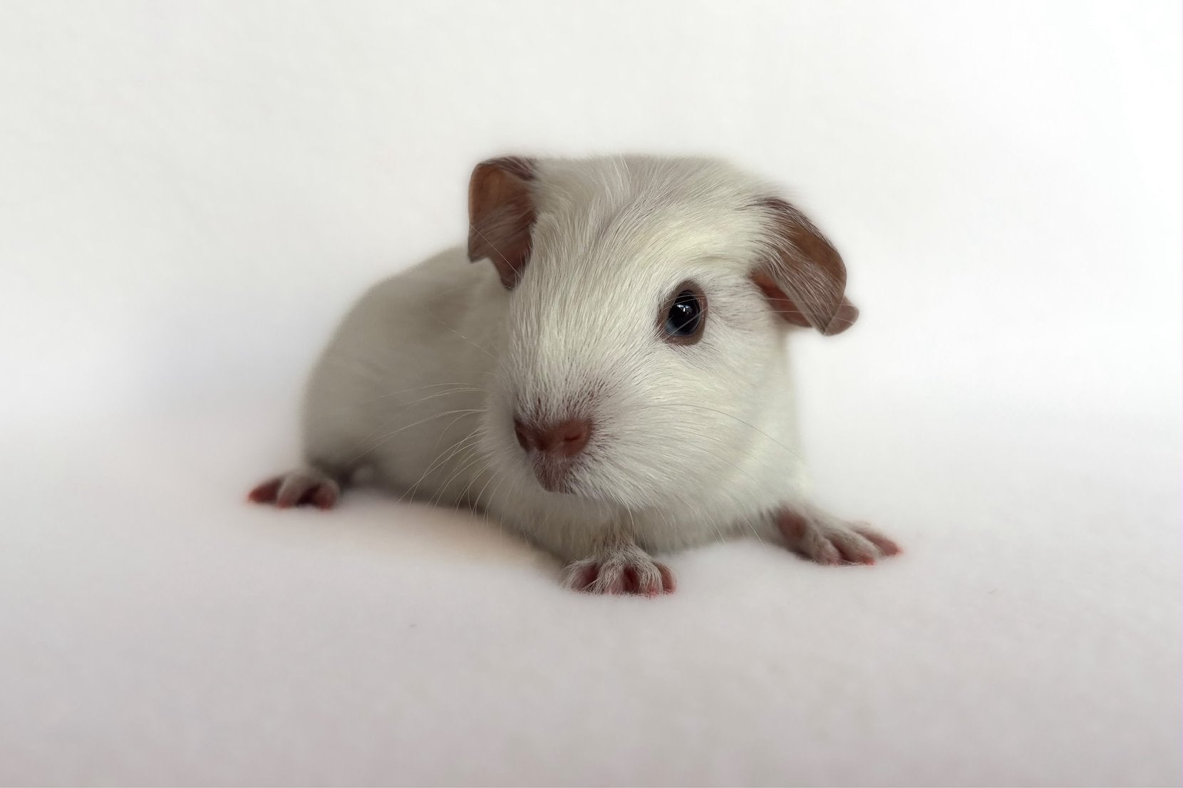 Witte California gladhaar beer, Dieren en Toebehoren, Cavia, Mannelijk, Tam, September