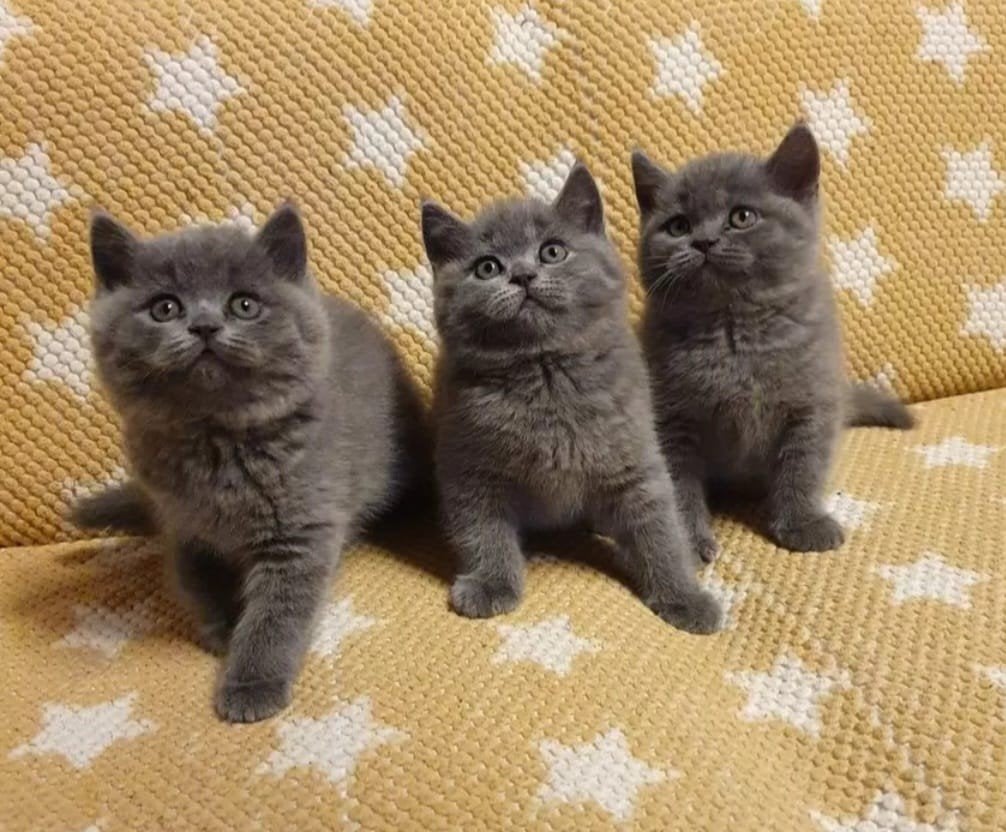 Britse korthaar kittens  nog 1 katertje en 1 poesje, Dieren en Toebehoren, Meerdere dieren, Ontwormd, 0 tot 2 jaar