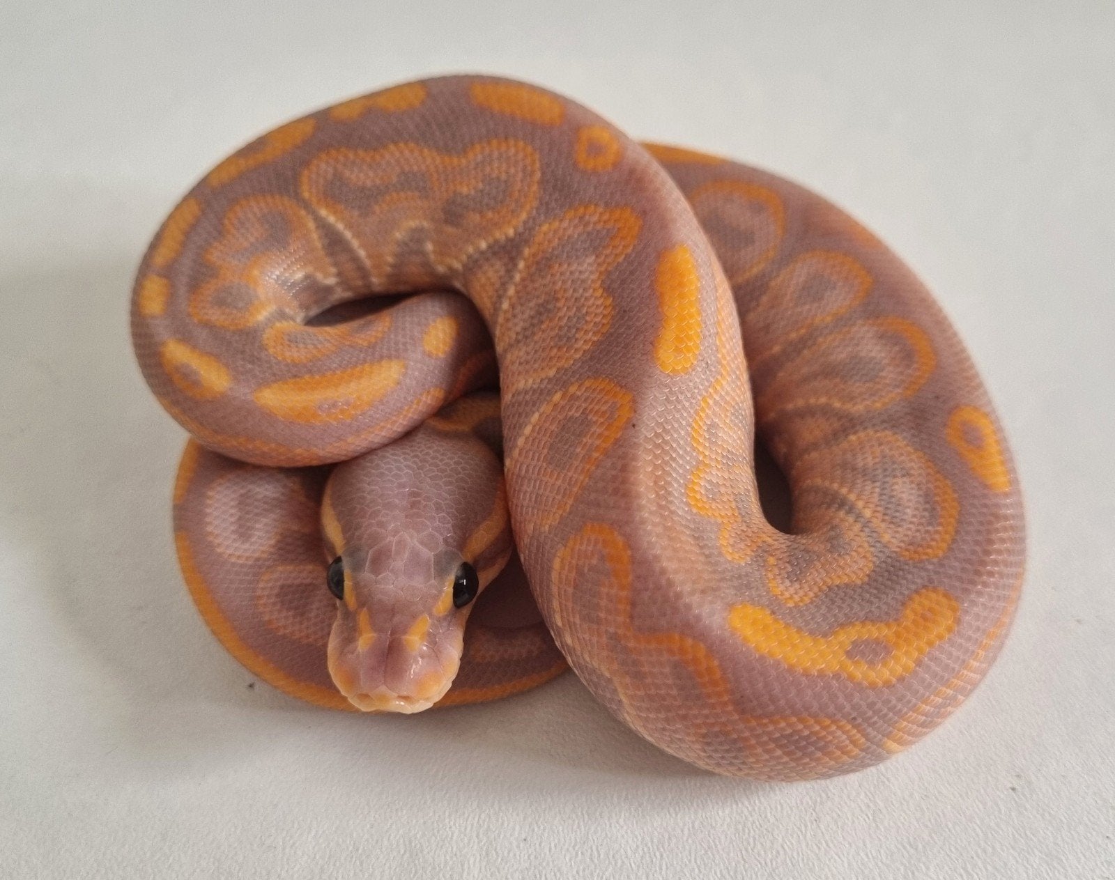 1.0 banana black pastel special 66% het clown koningspython Ball Python photo 2