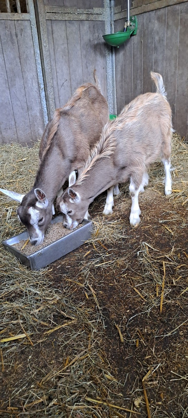 2 toggenburger bokken  hoornloos, Dieren en Toebehoren, Mannelijk, Geit, 0 tot 2 jaar