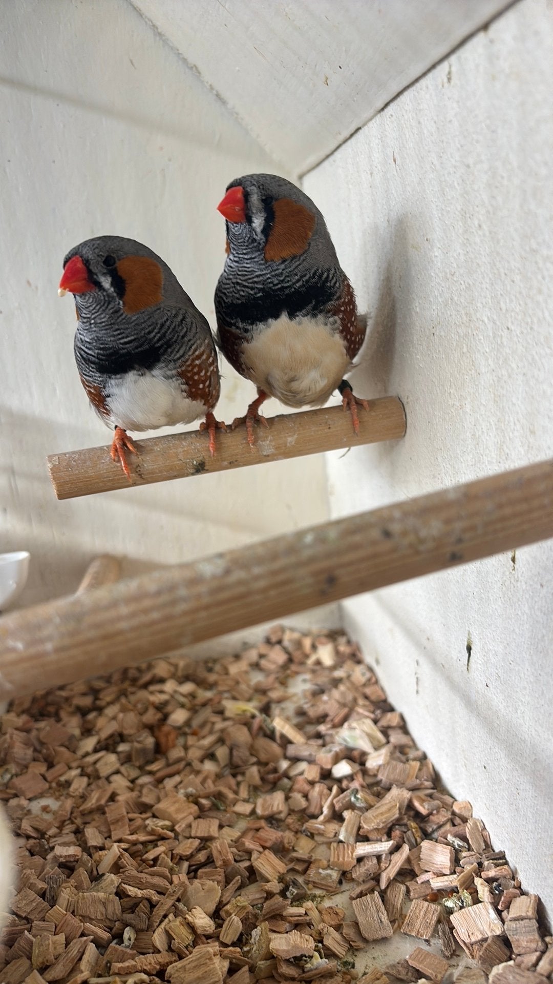 Zebravinken Wildkleur/split charcoals mannen 2026, Dieren en Toebehoren, Mannelijk, Tropenvogel, Geringd