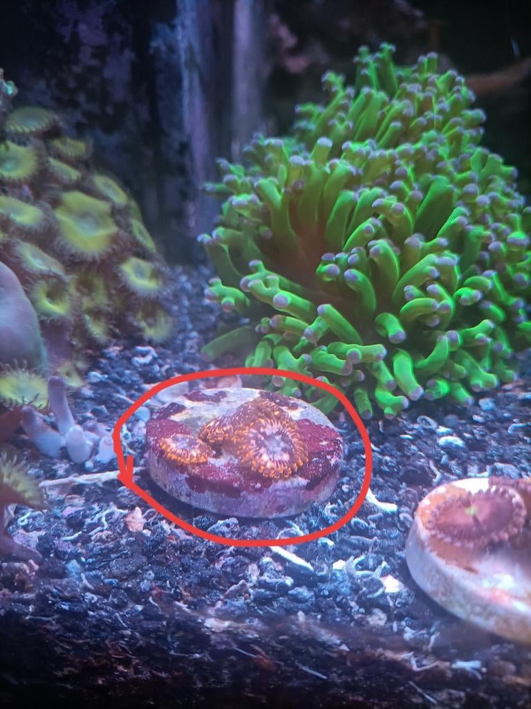 Utter chaos zoanthus, 4 poliepen, Dieren en Toebehoren, Overige typen