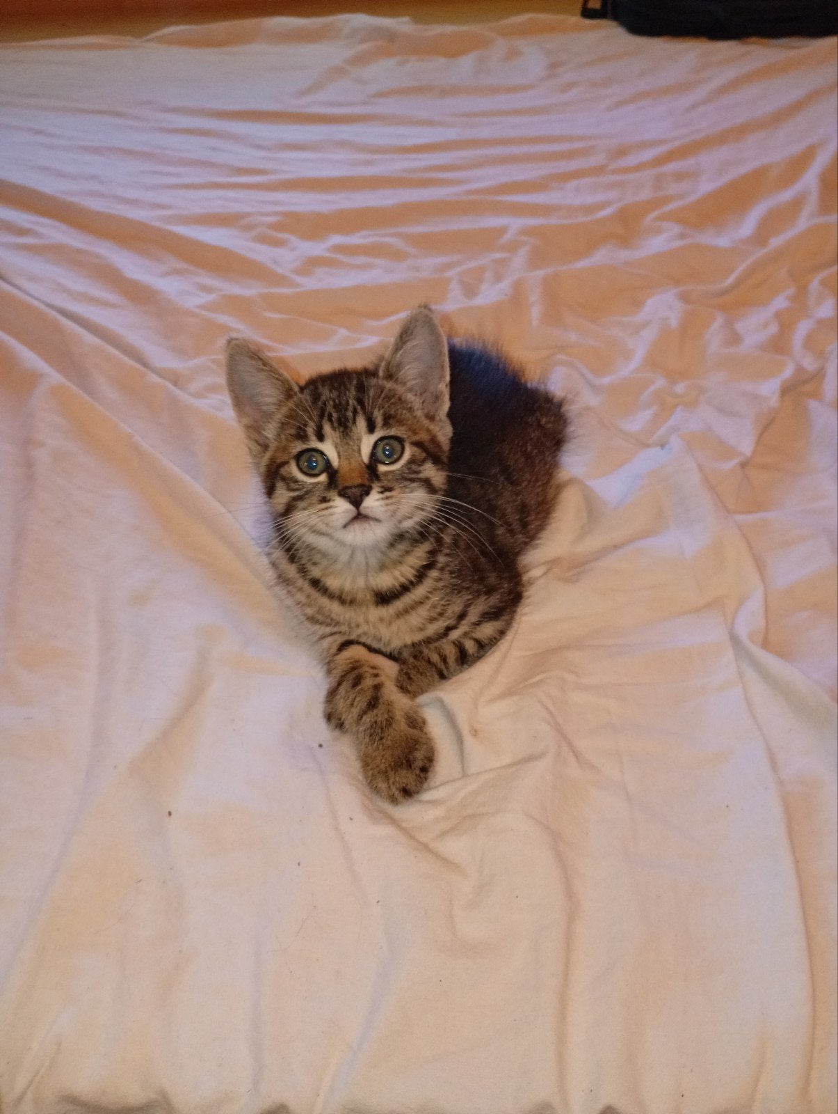 Kittens, Meerdere dieren