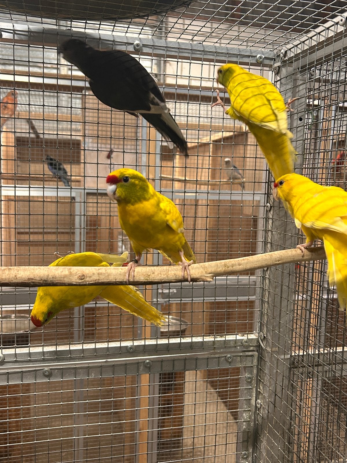 Kakariki, Dieren en Toebehoren