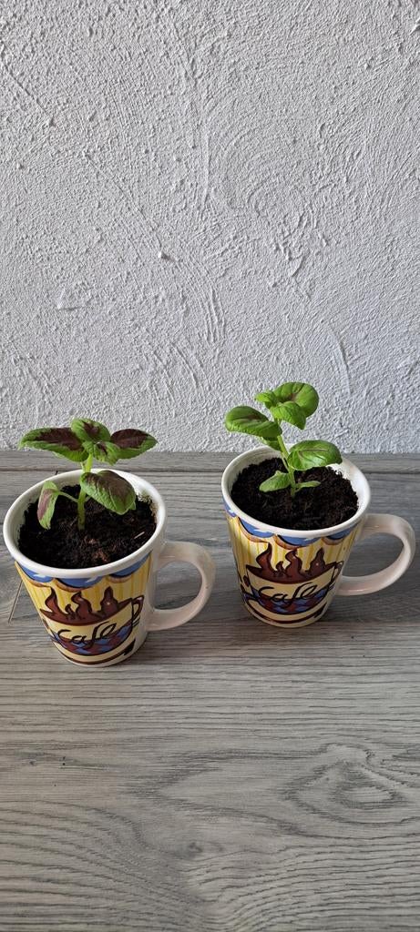 Coleus planten in mokken!, Ophalen, Halfschaduw, Minder dan 100 cm