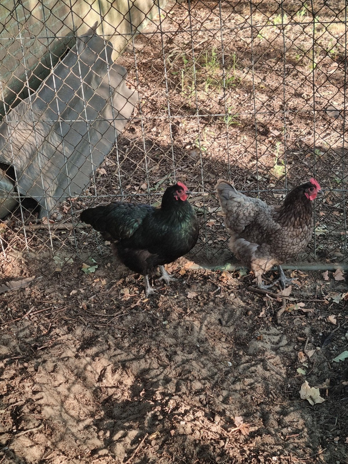 Blauwe Australorp hen, Dieren en Toebehoren, Vrouwelijk, Kip