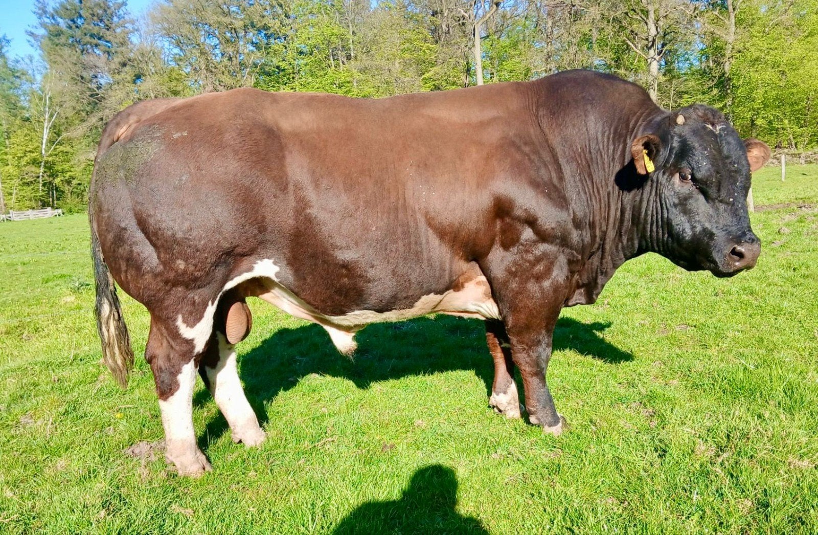 Te koop mooie VRB. Dekstier, Dieren en Toebehoren, Runderen, Meerdere dieren