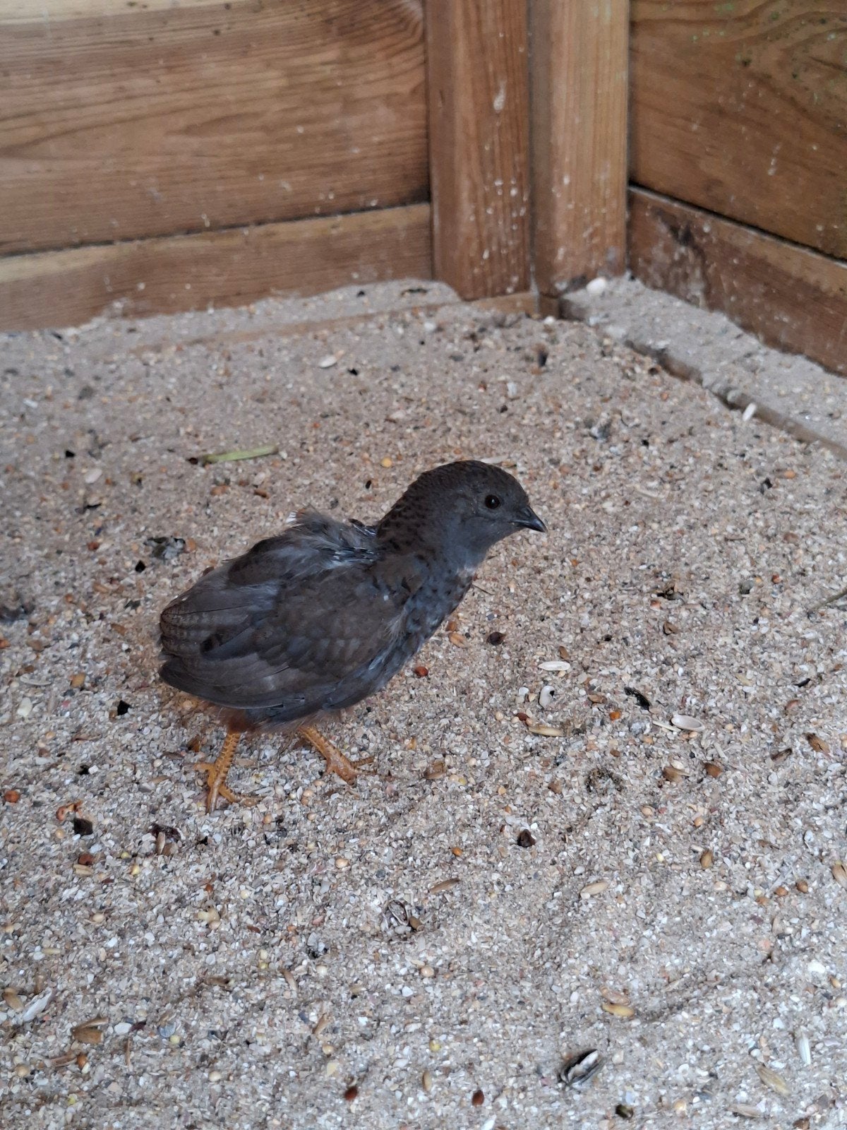 2 Chinese kwartels , natuurbroed, Dieren en Toebehoren, Pluimvee, Mannelijk, Overige soorten
