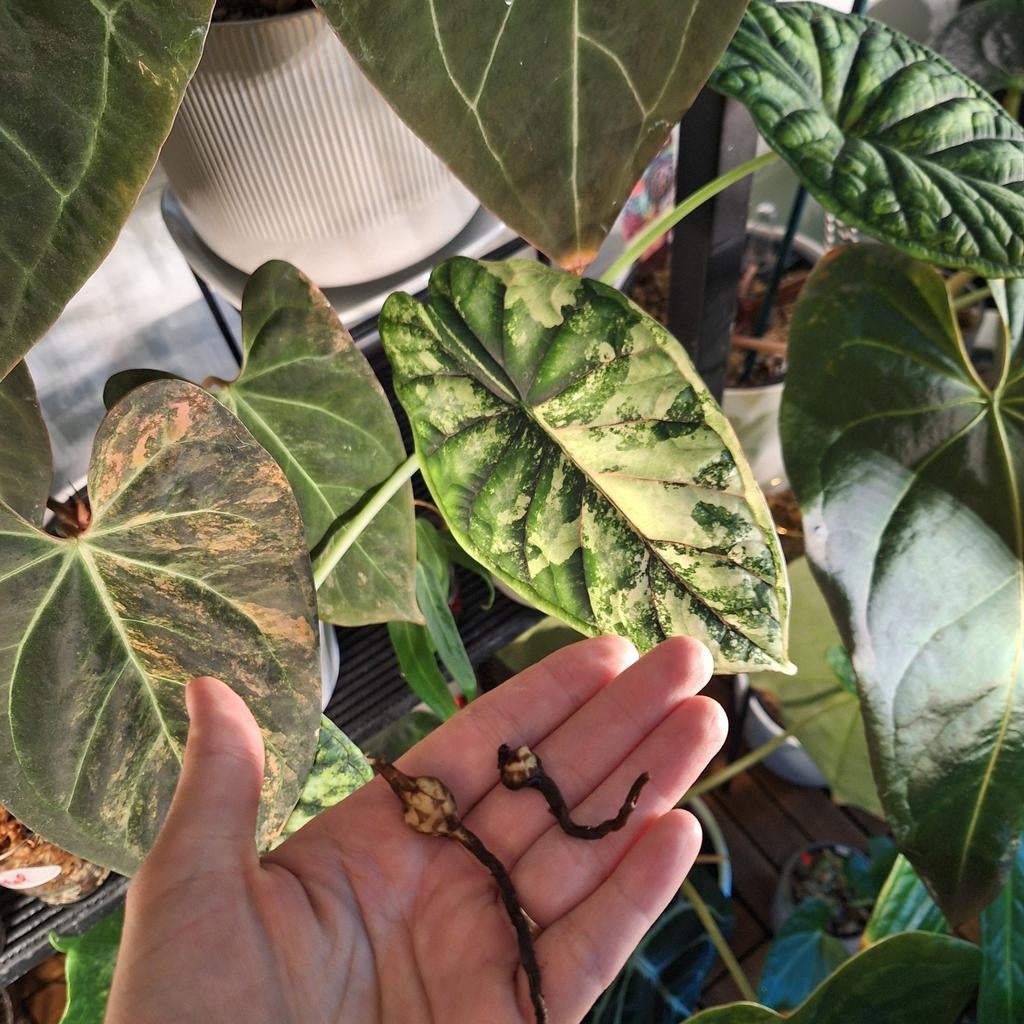 Alocasia Dragon Scale Albo knollen, Ophalen of Verzenden, Halfschaduw, Minder dan 100 cm