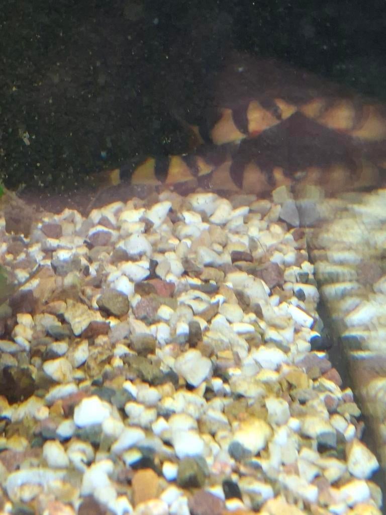 Clown botia, Dieren en Toebehoren, Vis