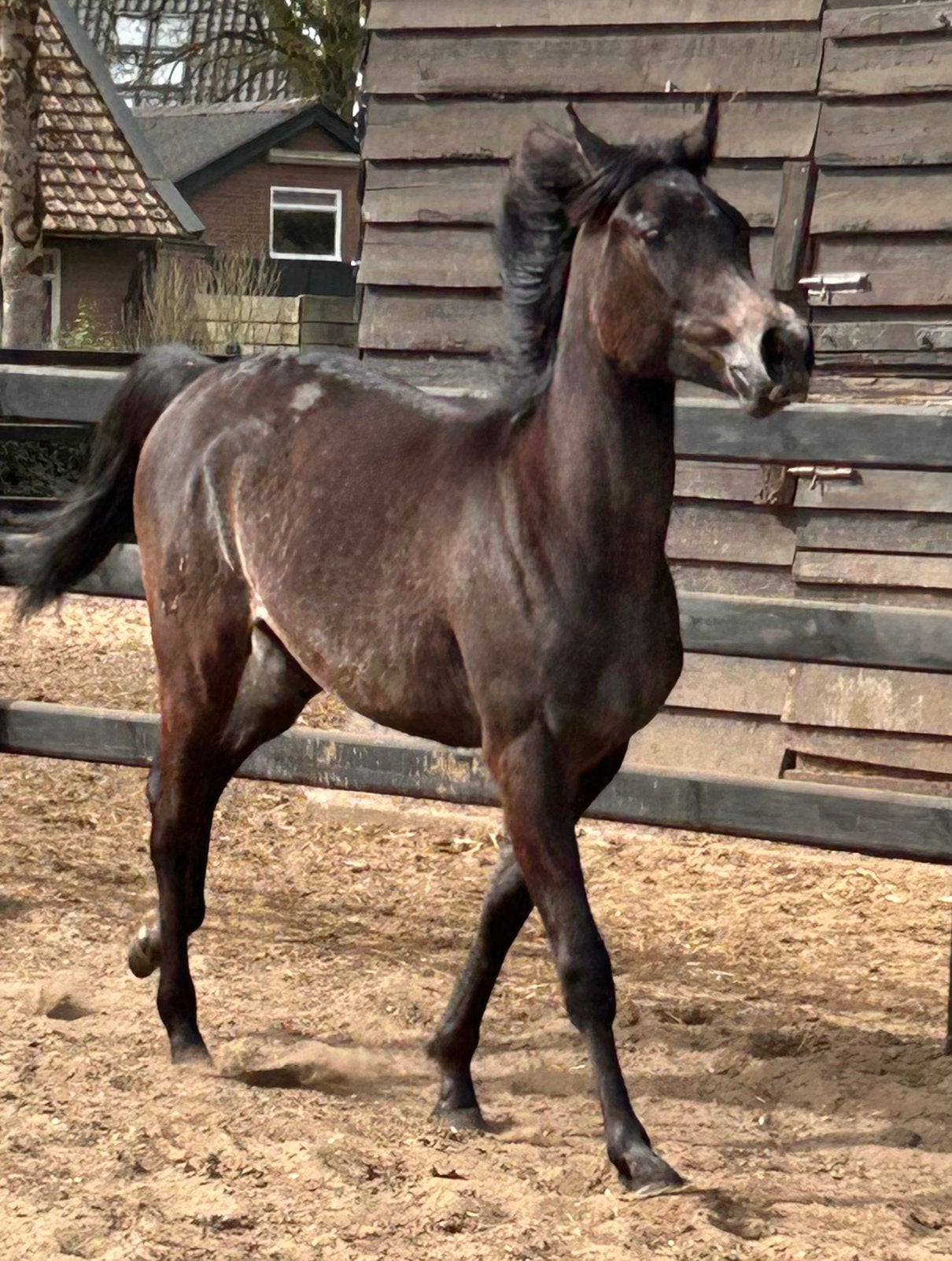 Arabische Merrie, Dieren en Toebehoren, Merrie