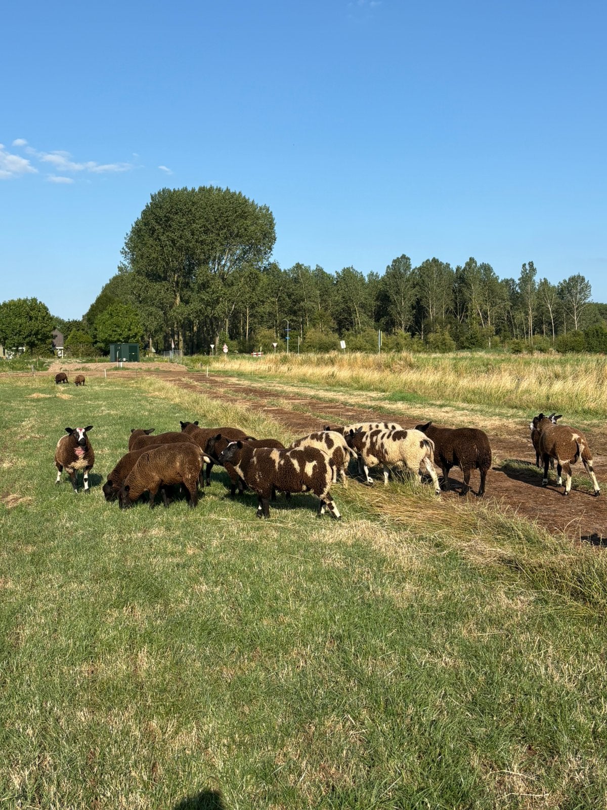 Mooie dekrammen tekoop, Mannelijk, Schaap