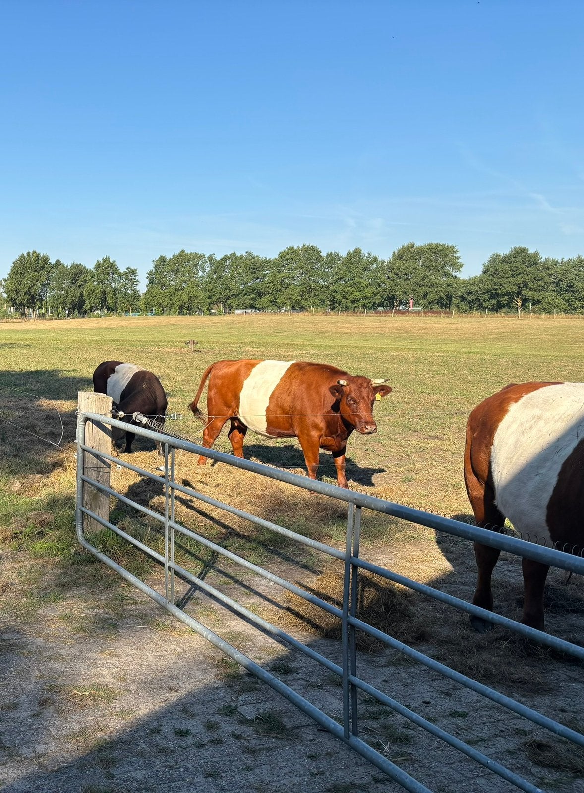 Lakenvelder stier