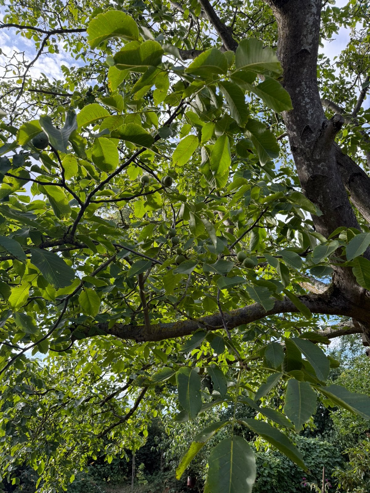 Biologische Walnoten, Diversen, Ophalen