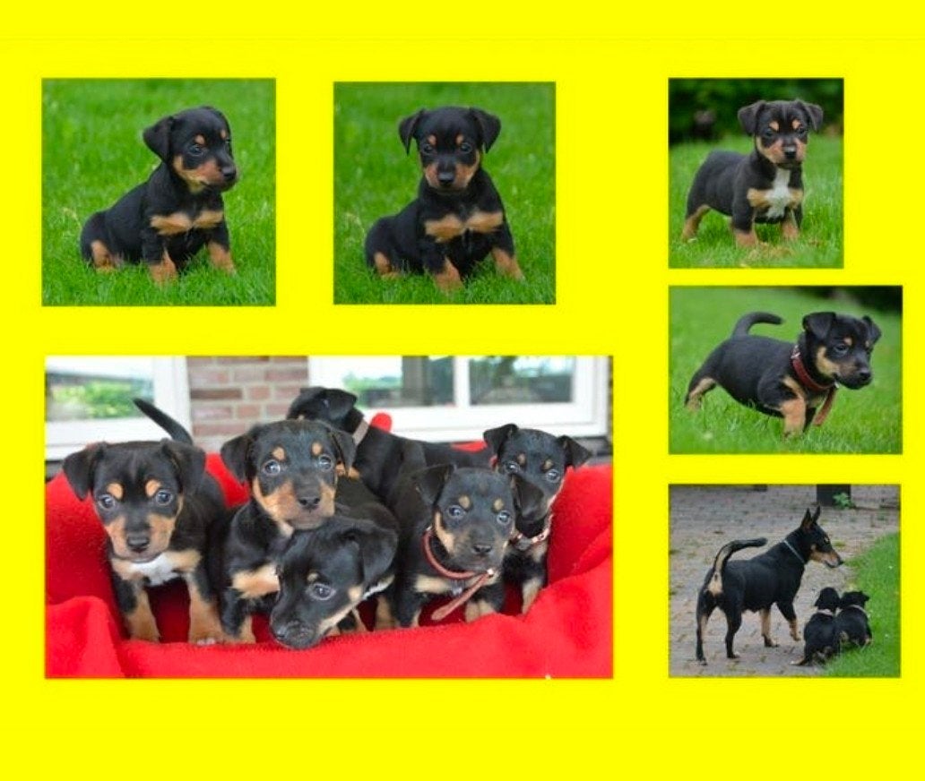 Jack russell pups zeer sociaal. In huis opgegroeid., Dieren en Toebehoren, Honden | Jack Russells en Terriërs, Parvo, Jack Russell Terriër