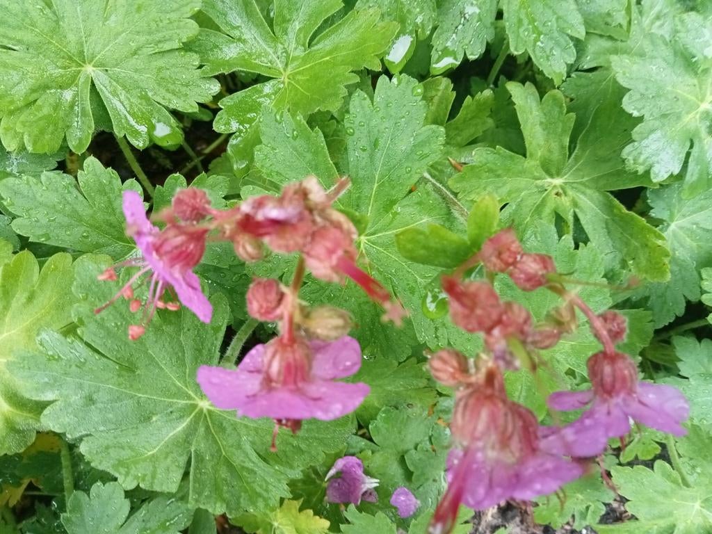 roze geranium macrorrhizum (ooievaarsbek)biologisch geteeld, Ophalen, Overige soorten, Volle zon