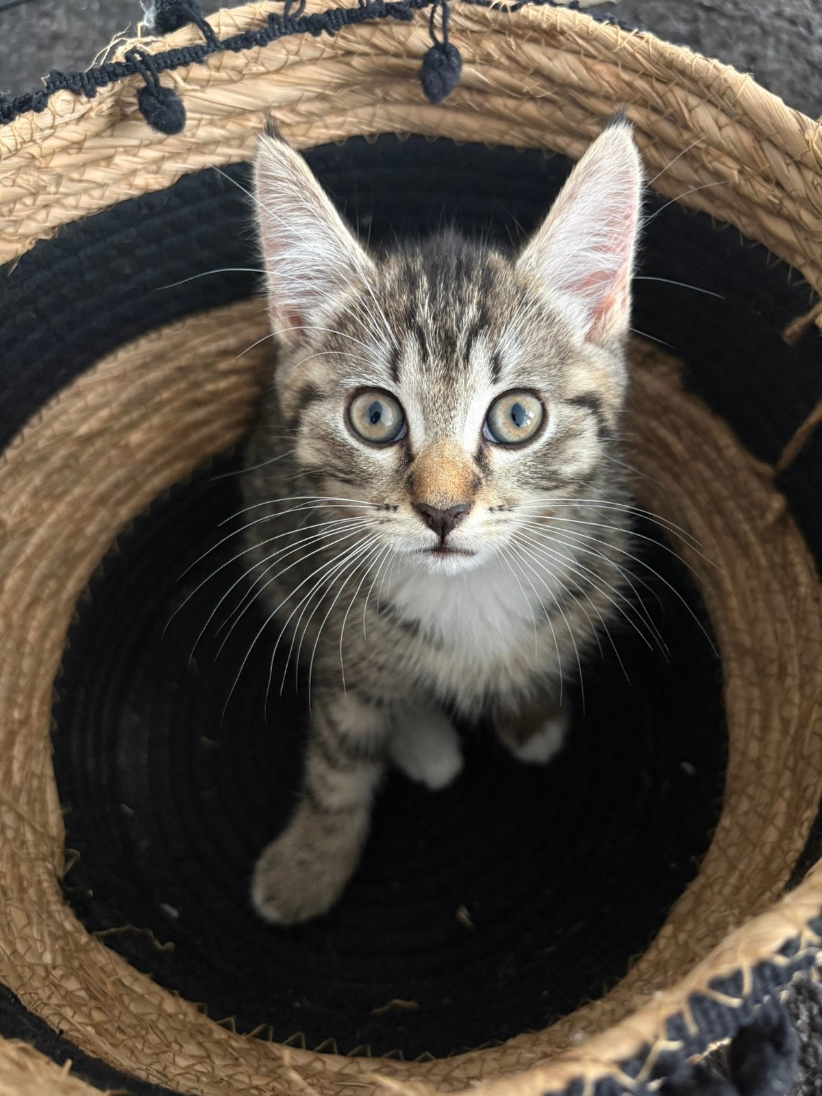 Schattige kittens nestje, Dieren en Toebehoren, Katten en Kittens | Raskatten | Korthaar, Meerdere dieren, Ontwormd