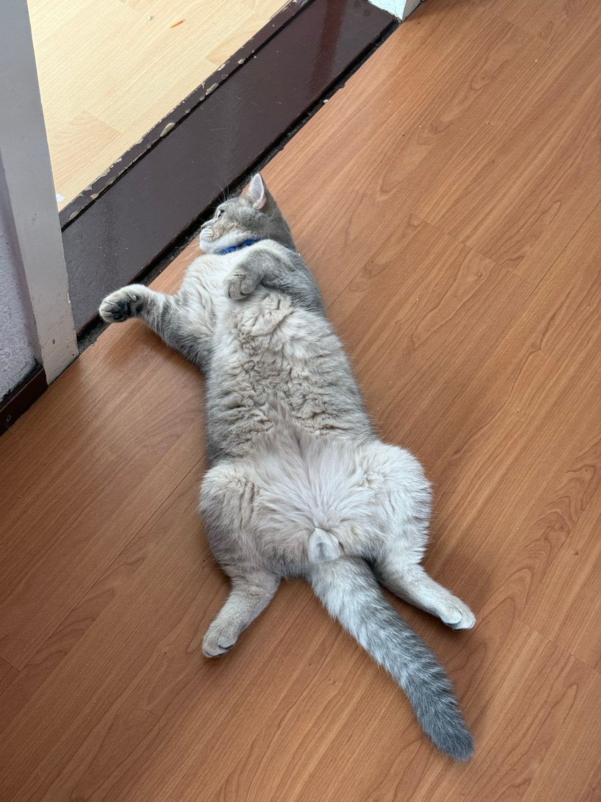 British korthaar kitten, Meerdere dieren, Ontwormd, 0 tot 2 jaar
