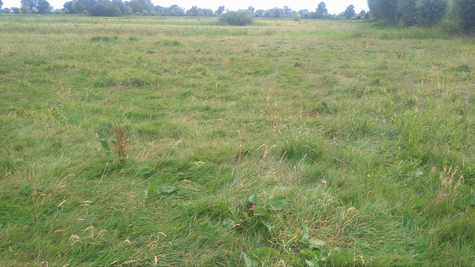 Ronde balen hooi, 2e snede 2026, Dieren en Toebehoren, Ophalen, Vee
