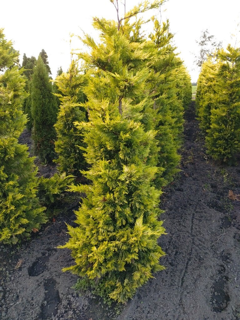 Coniferen Leylandii Gold Ridder, Ophalen, Bloeit niet, Overige soorten, Volle zon