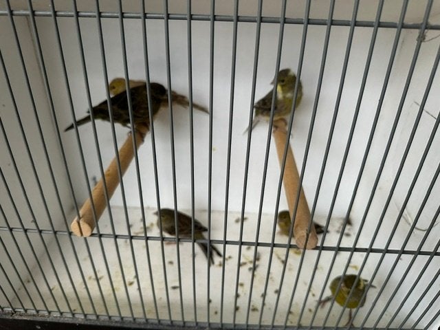 Kleur kanaries, Dieren en Toebehoren, Meerdere dieren, Kleurkanarie