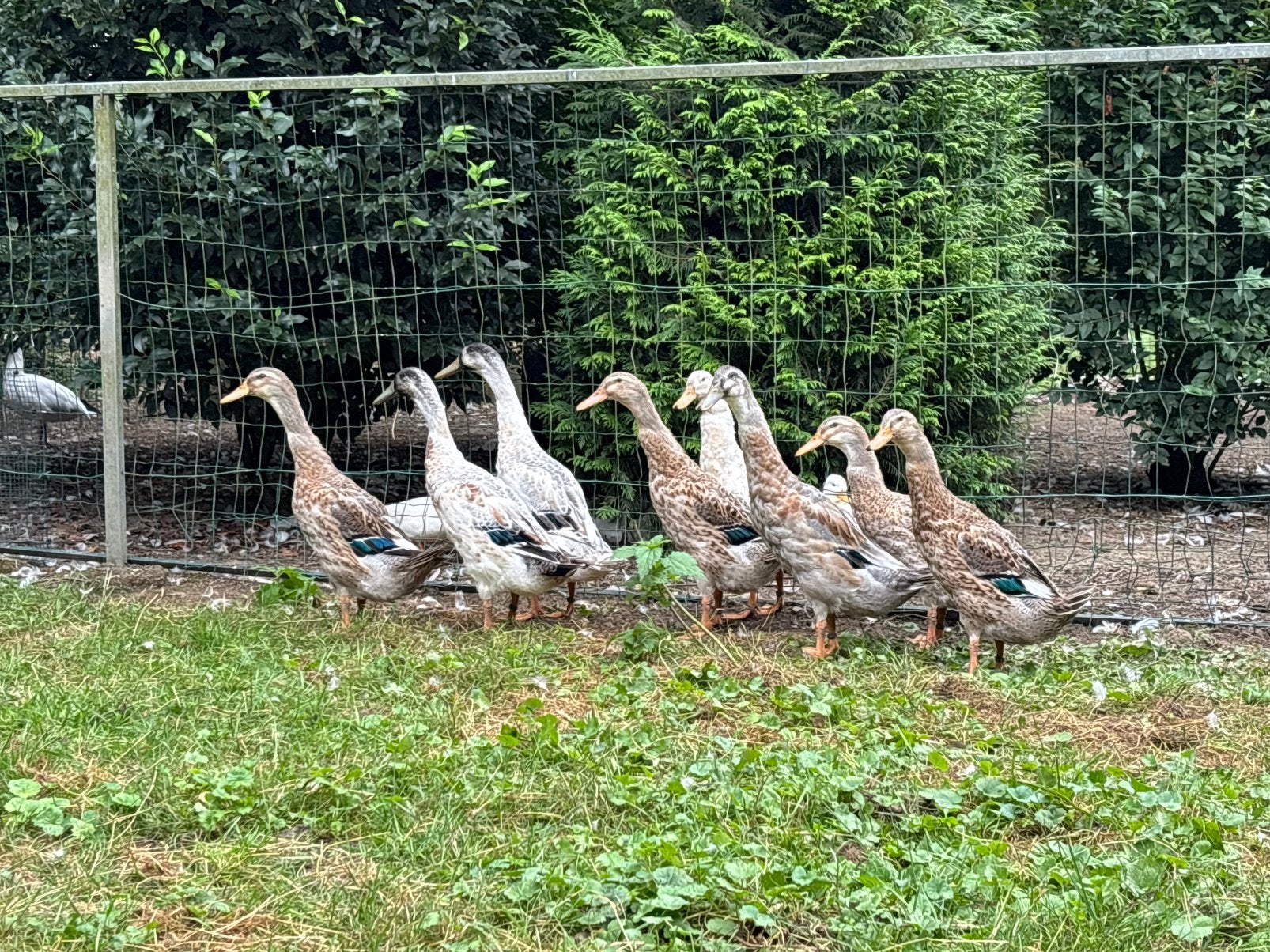 Te koop 8 loopeenden, Dieren en Toebehoren, Meerdere dieren, Eend