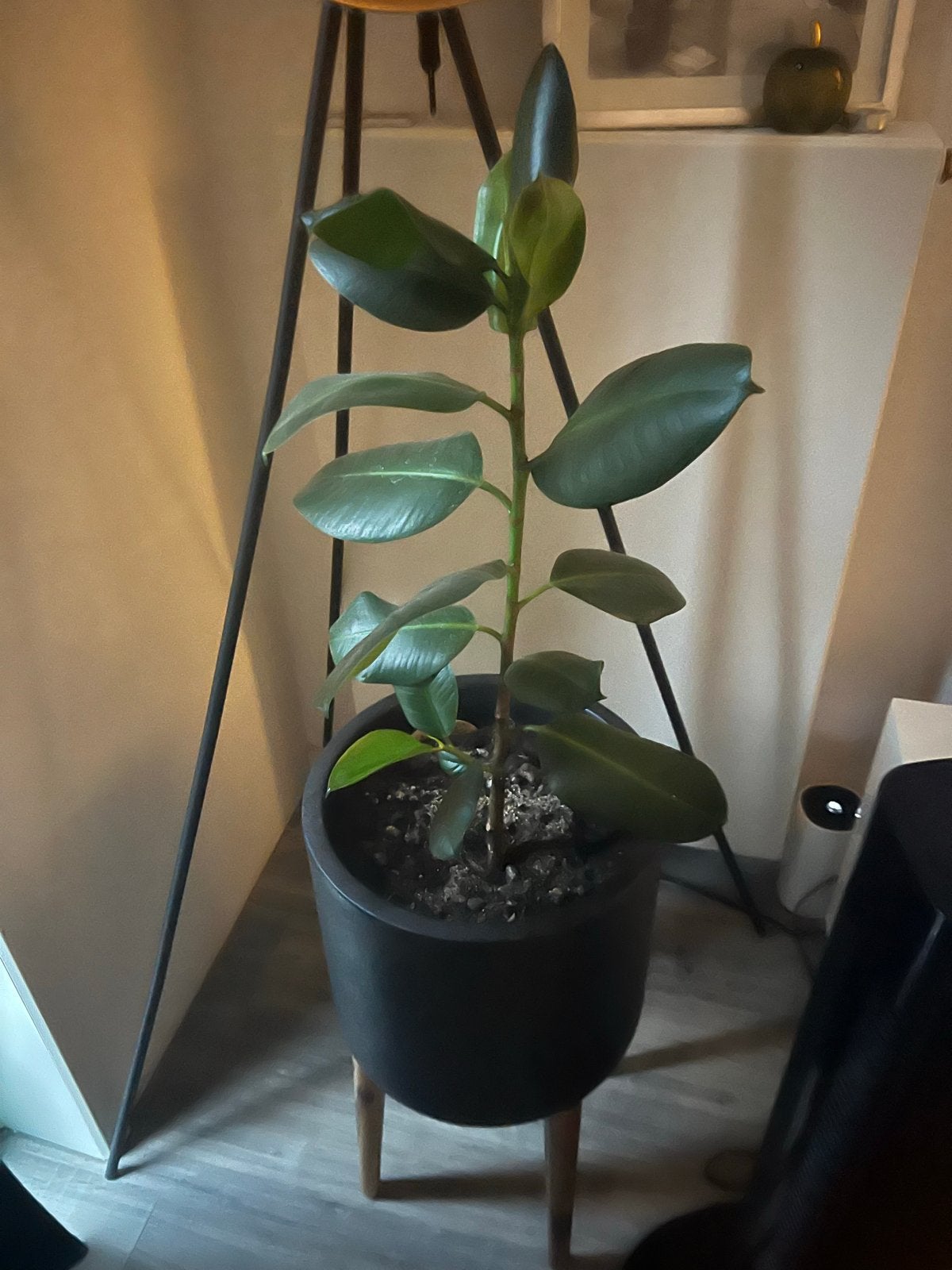 Ficus plant in pot, Ficus, In pot, Minder dan 100 cm, Groene kamerplant