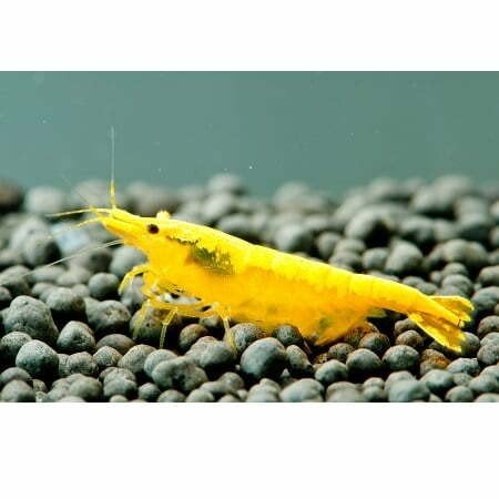 Yellow garnalen, Dieren en Toebehoren, Vissen | Aquariumvissen, Kreeft, Krab of Garnaal