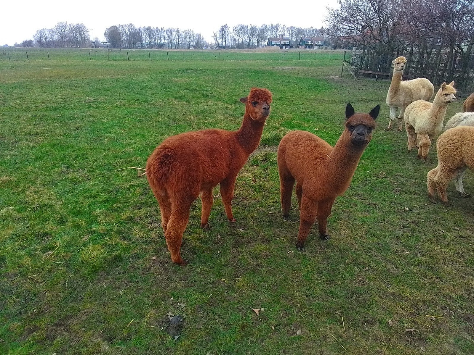 3 alpaca hengsten, Oktober, Mannelijk