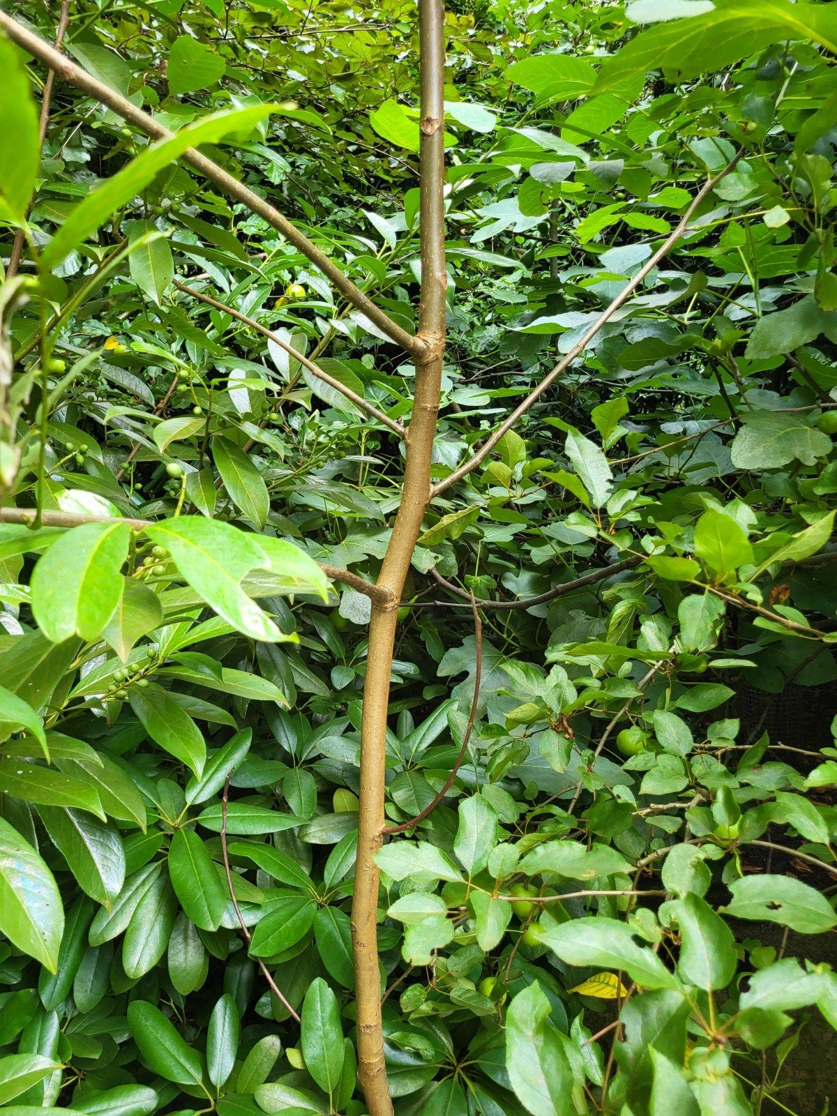 Walnootboom 3 meter hoog, Tuin en Terras, Planten | Bomen, Ophalen, Overige soorten, 250 tot 400 cm