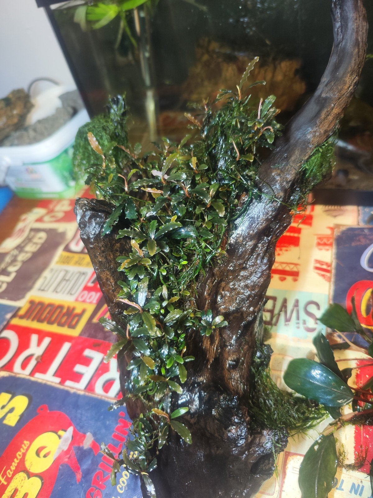 aquarium hout met bucephalandra, Dieren en Toebehoren, Ophalen of Verzenden, Plant(en), Steen of Hout