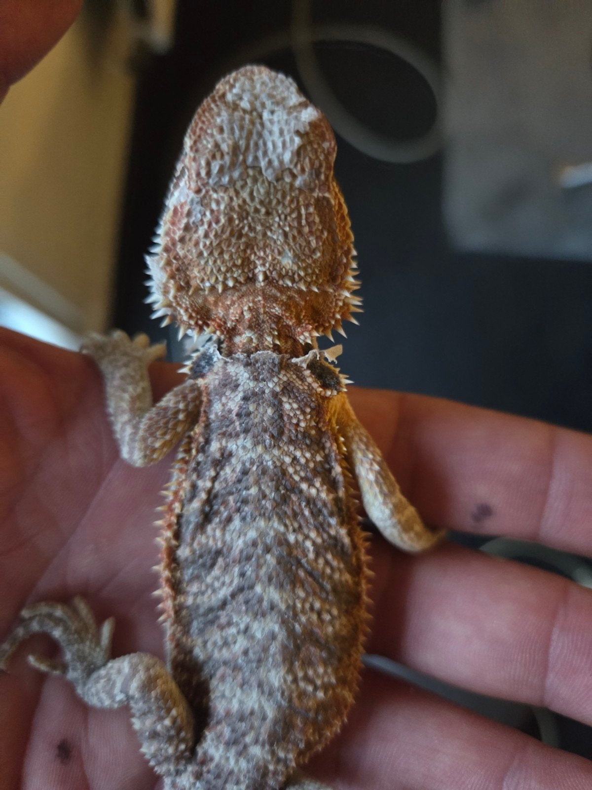 Baardagaam Pogona Vitticeps Classic/Normal Bearded Dragon - male for sale from r.greven1983