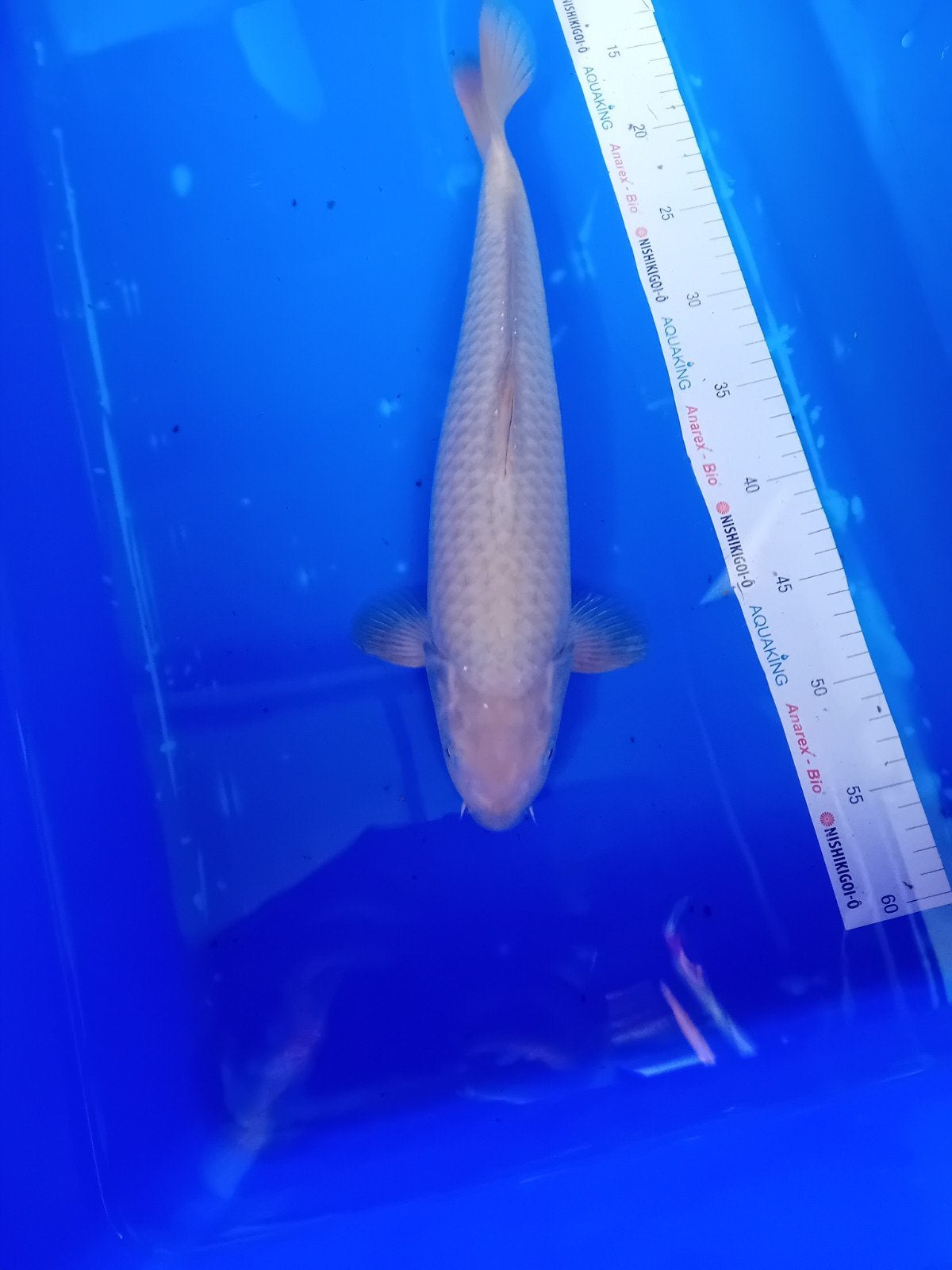 chagoi, Karper of Koi