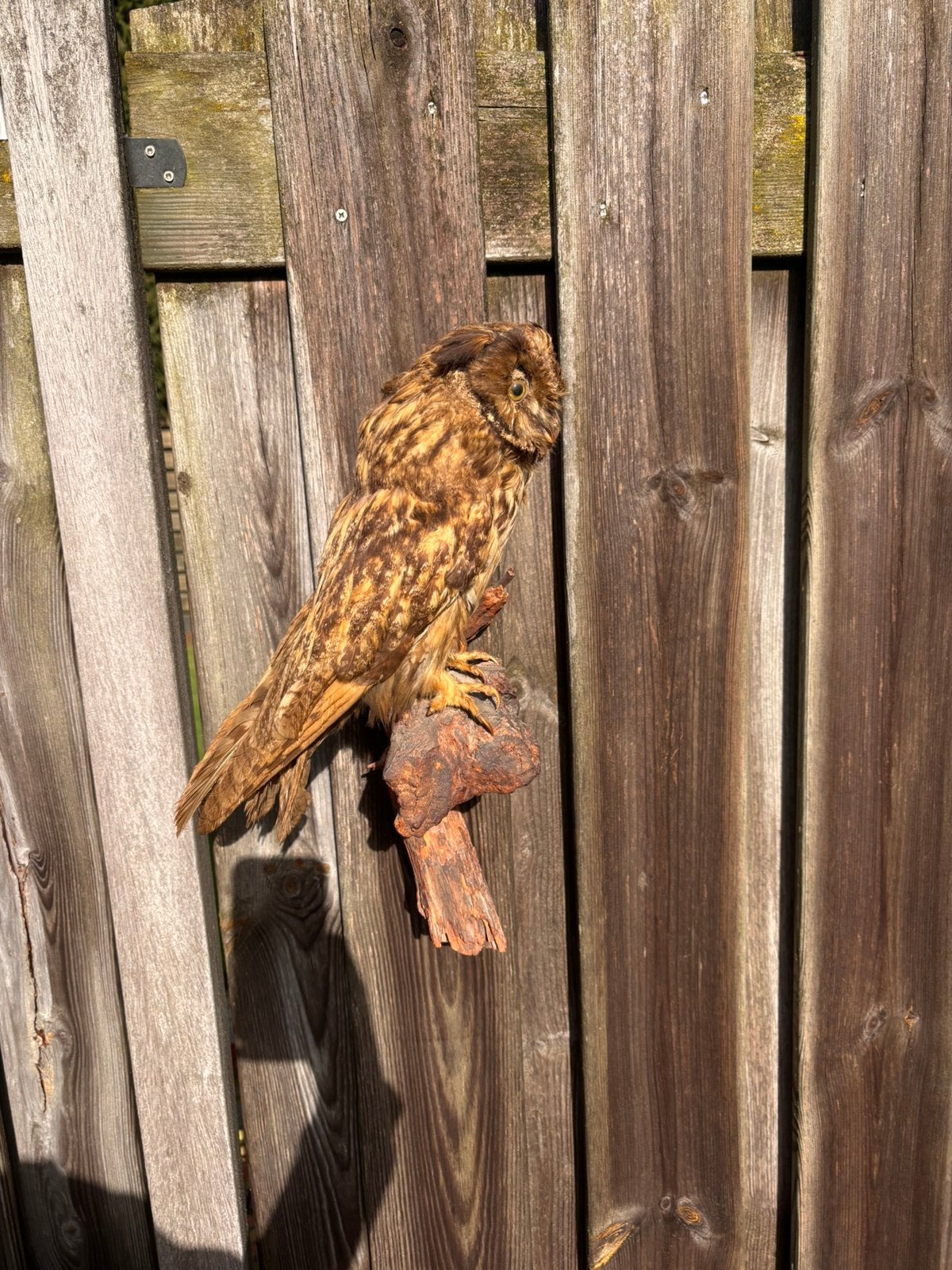 Mooie opgezette uil, Ophalen of Verzenden, Zo goed als nieuw, Vogel, Opgezet dier