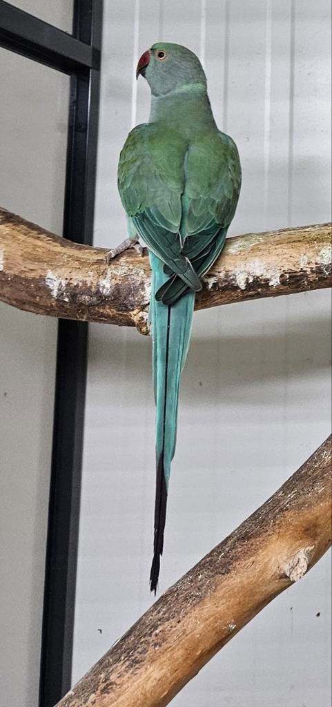 Turquoise blauw halsbandparkiet, Dieren en Toebehoren, Geslacht onbekend, Parkiet, Geringd