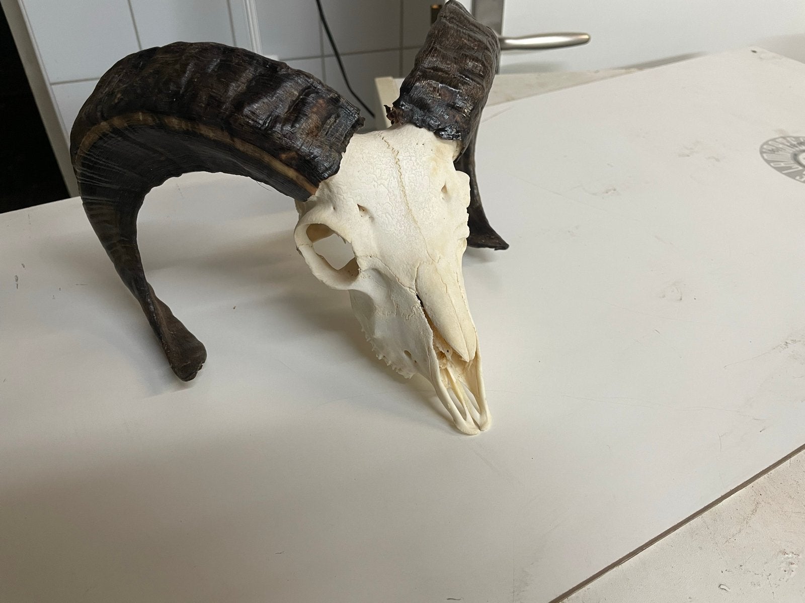 Schaap schedel met hoorns - Decoratie, Ophalen of Verzenden, Gebruikt, Boerderijdier, Schedel