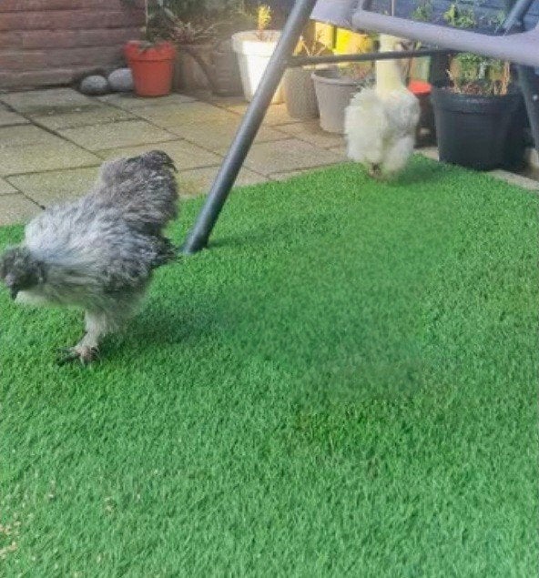 Kip, Dieren en Toebehoren, Pluimvee, Meerdere dieren, Kip