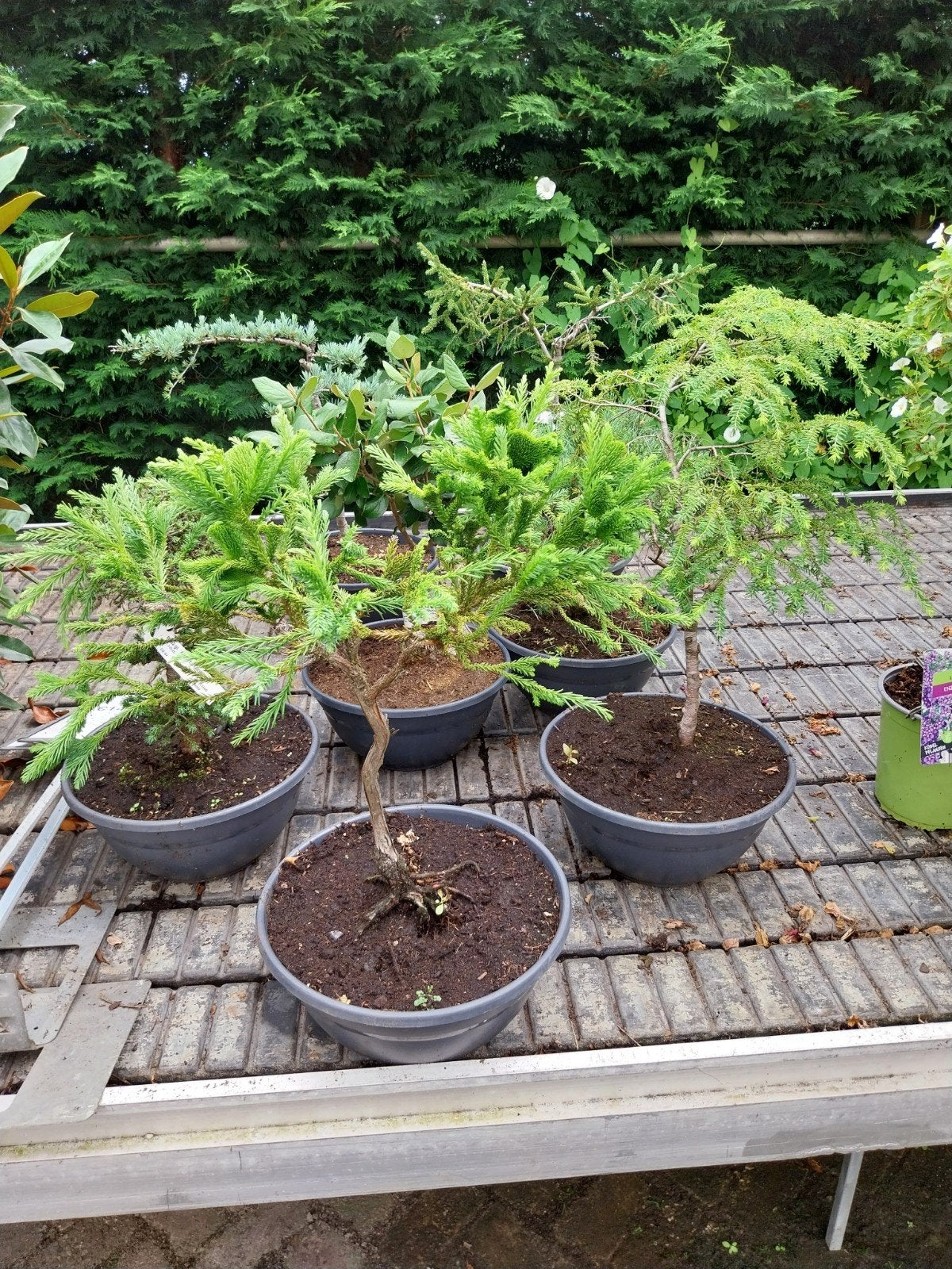 Partij Bonsai Boompjes - Diverse Soorten, Vaste plant, Bloeit niet, Halfschaduw, Ophalen