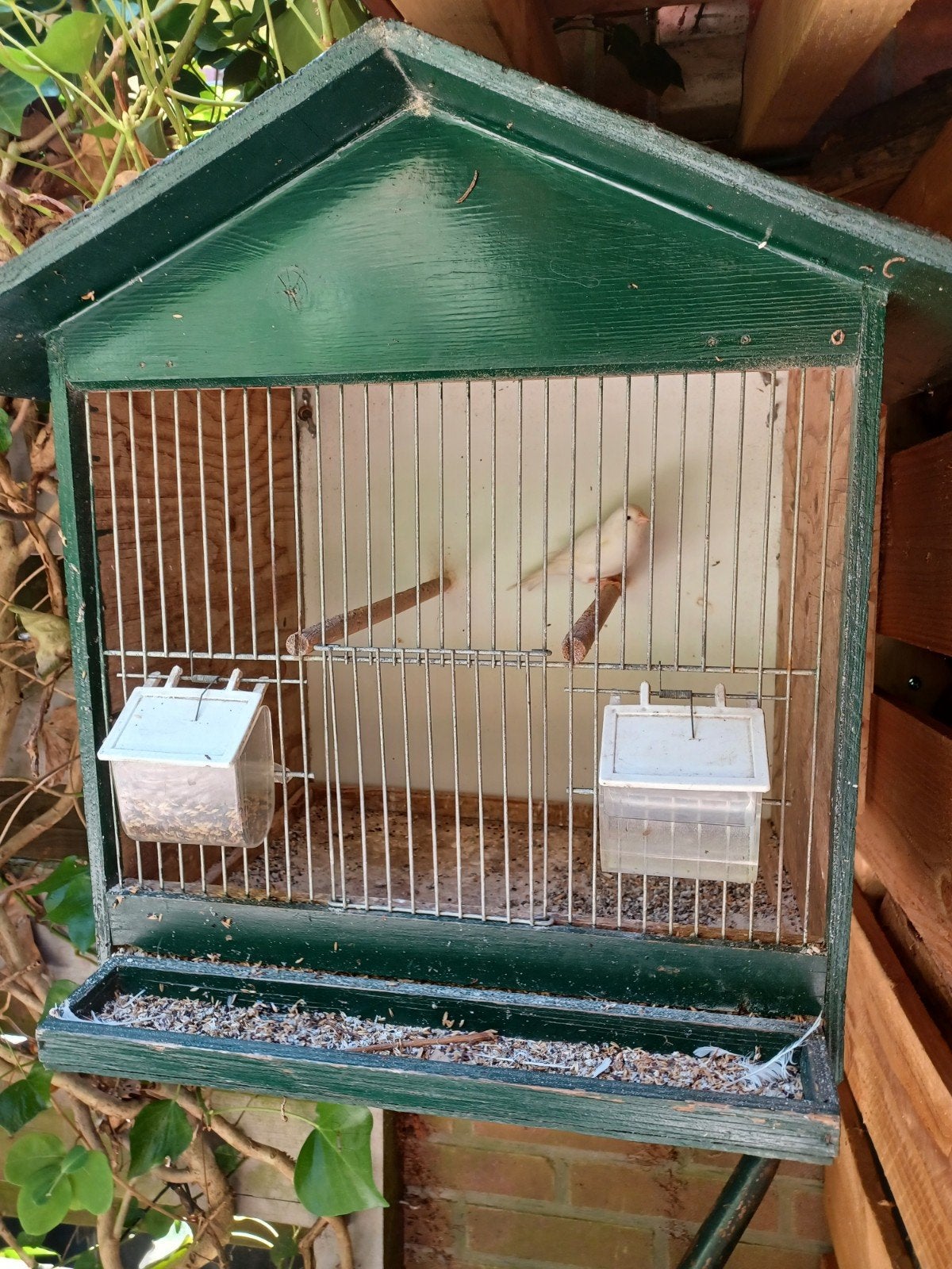 Witte kanarie man met kooi, Dieren en Toebehoren, Vogels | Hokken en Kooien, Ophalen, Zo goed als nieuw, Metaal, Vogelkooi