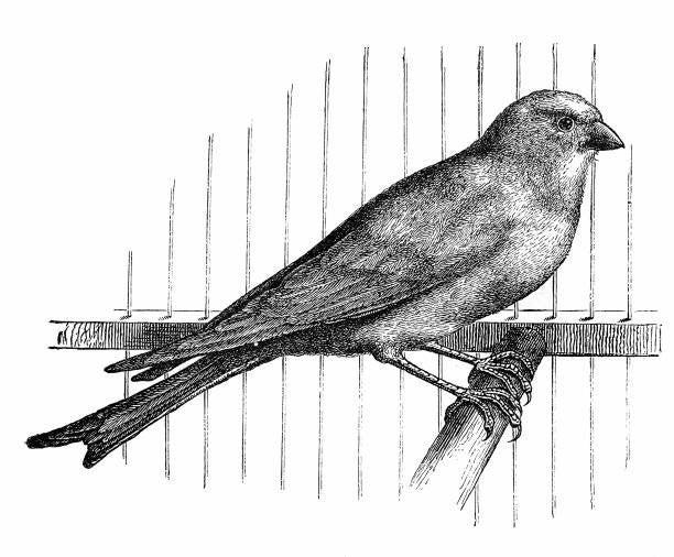 GEZOCHT KANARIE EEN POP, Dieren en Toebehoren, Vrouwelijk