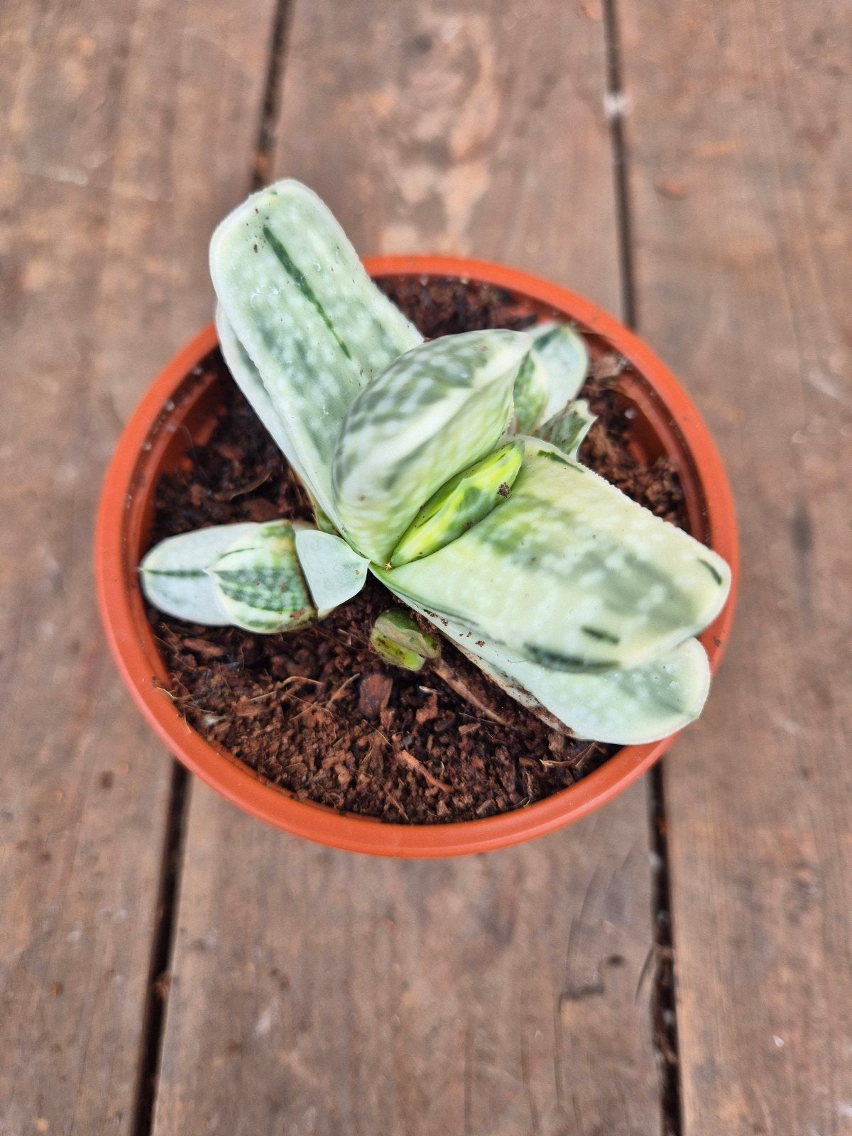 Gasteria CV. Sakura Fuji Wit p8,5(9)